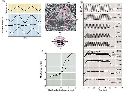 Физика и анатомия музыки: иллюстрации