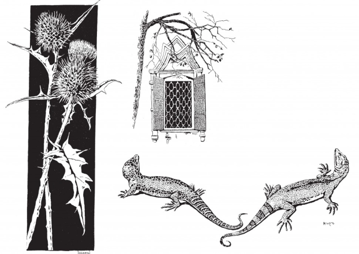 Писатели рисуют. Соловьева. Брюсов. Волошин. Блок. Белый. Кочевники красоты (электронная книга)